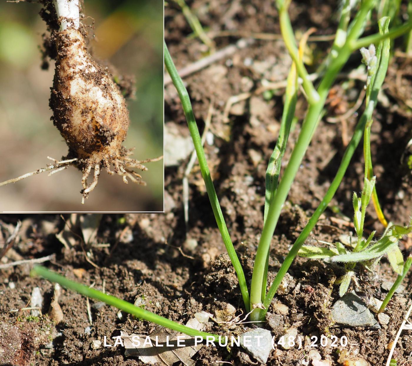 Star-of-Bethlehem, [Erect-leaved] leaf